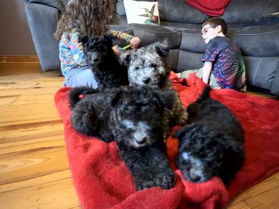 Adorable Pumi Puppies! Super social *Rare Breed*