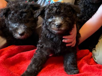Adorable Pumi Puppies! Super social *Rare Breed*