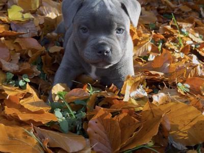Staffordshire Male for stud 🥇 champion Bloodline 🥇