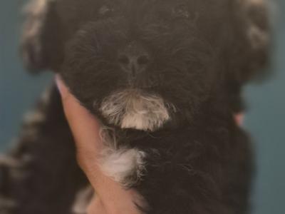 Poochon puppies in Kerry - Unique colours