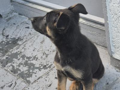 Short Haired male German Shepherd puppy in Limerick