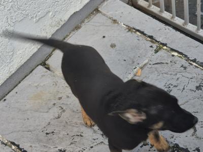 Short Haired male German Shepherd puppy in Limerick