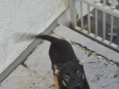 Short Haired male German Shepherd puppy in Limerick