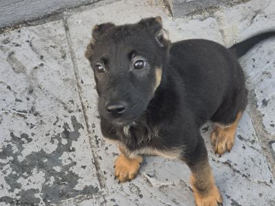 Short Haired male German Shepherd puppy in Limerick