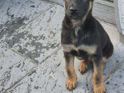 Short Haired male German Shepherd puppy in Limerick