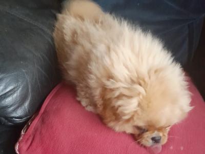 Fluffy 11 Week old male Pekachon (Pekingese × Bichon Frise) puppy in Mayo. Microchipped & Registered