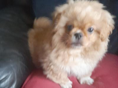 Fluffy 11 Week old male Pekachon (Pekingese × Bichon Frise) puppy in Mayo. Microchipped & Registered