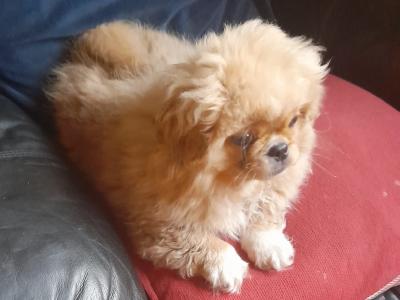 Fluffy 11 Week old male Pekachon (Pekingese × Bichon Frise) puppy in Mayo. Microchipped & Registered