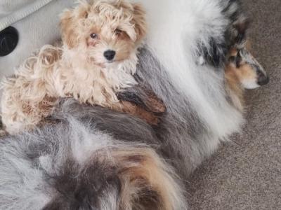 Poochon puppies in Kerry - Unique colours