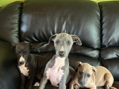 Italian Whippets €800 Need Gone 5 star homes only