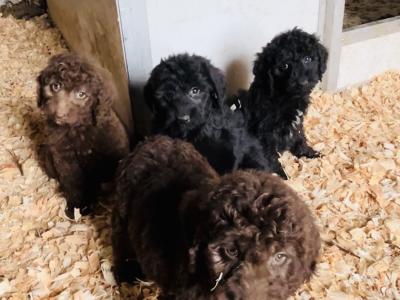 ☘️☘️ Sproodle puppies ☘️☘️ (Springer Spaniel x Golden Doodle) in Wexford
