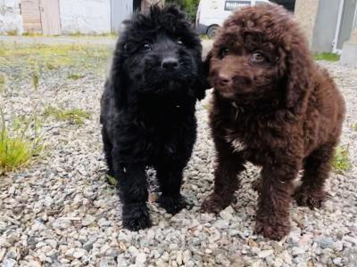 ☘️☘️ Sproodle puppies ☘️☘️ (Springer Spaniel x Golden Doodle) in Wexford