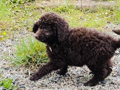 ☘️☘️ Sproodle puppies ☘️☘️ (Springer Spaniel x Golden Doodle) in Wexford