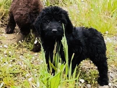 ☘️☘️ Sproodle puppies ☘️☘️ (Springer Spaniel x Golden Doodle) in Wexford