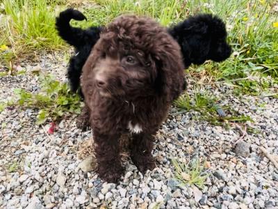 ☘️☘️ Sproodle puppies ☘️☘️ (Springer Spaniel x Golden Doodle) in Wexford