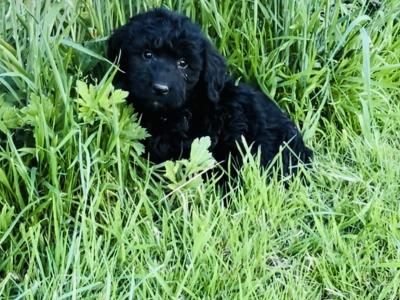 ☘️☘️ Sproodle puppies ☘️☘️ (Springer Spaniel x Golden Doodle) in Wexford