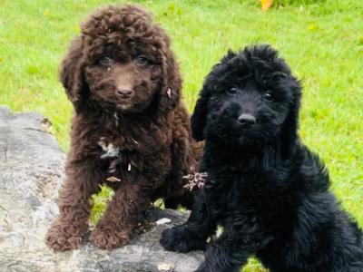 ☘️☘️ Sproodle puppies ☘️☘️ (Springer Spaniel x Golden Doodle) in Wexford
