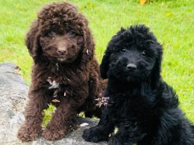 ☘️☘️ Sproodle puppies ☘️☘️ (Springer Spaniel x Goldendoodle) in Wexford