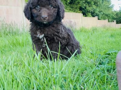 ☘️☘️ Sproodle puppies ☘️☘️ (Springer Spaniel x Golden Doodle) in Wexford