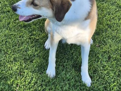 Lucy is a beautiful Border Collie x Foxhound dog in Roscommon who is looking for a Good Home!