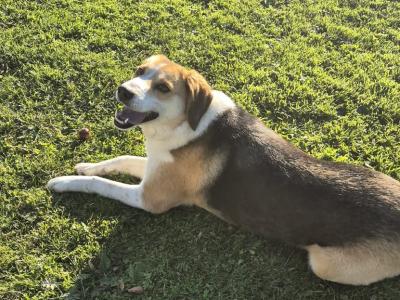 Lucy is a beautiful Border Collie x Foxhound dog in Roscommon who is looking for a Good Home!