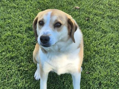 Lucy is a beautiful Border Collie x Foxhound dog in Roscommon who is looking for a Good Home!