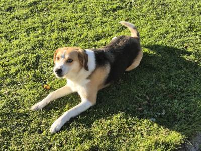 Lucy is a beautiful Border Collie x Foxhound dog in Roscommon who is looking for a Good Home!