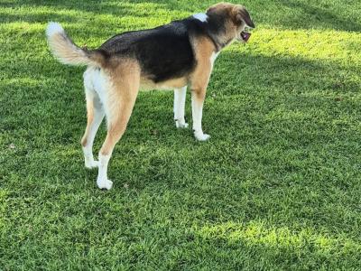 Lucy is a beautiful Border Collie x Foxhound dog in Roscommon who is looking for a Good Home!
