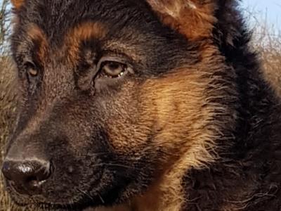 Stunning IKC Registered Female German Shepherd pup . .FULLY VACCINATED.