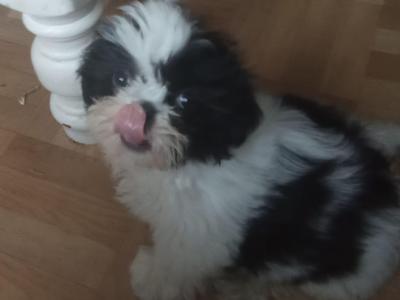 Beautiful Friendly Shih Tzu puppies for sale in Limerick