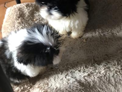 Beautiful Friendly Shih Tzu puppies for sale in Limerick