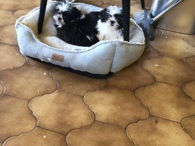 Beautiful Friendly Shih Tzu puppies for sale in Limerick