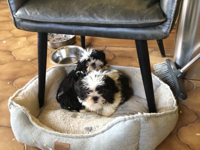 Beautiful Friendly Shih Tzu puppies for sale in Limerick