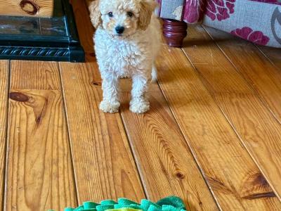Beautiful Cockapoo puppies 🐶 in Wexford