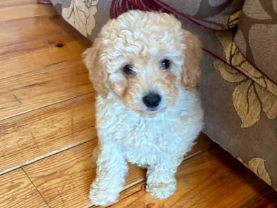 Beautiful Cockapoo puppies 🐶 in Wexford
