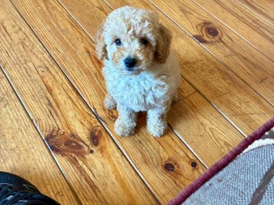 Beautiful Cockapoo puppies 🐶 in Wexford