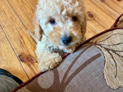 Beautiful Cockapoo puppies 🐶 in Wexford