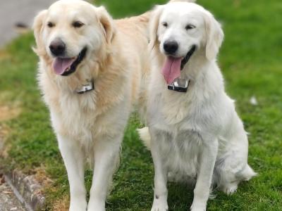 Purebred (Non Registered) Golden Retriever puppies in Cavan