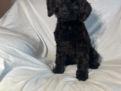 Adorable F1 cockapoo in Cork