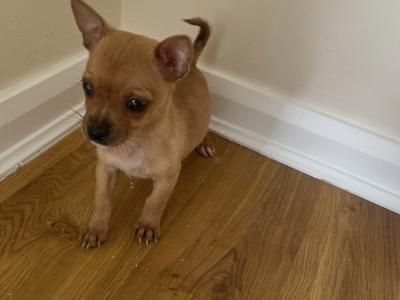 Male Chihuahua puppies in Galway