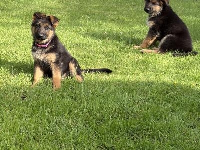 IKC Registered (pending) German Shepherd puppies – male & female available in Wicklow