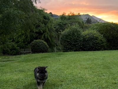 IKC Registered (pending) German Shepherd puppies – male & female available in Wicklow