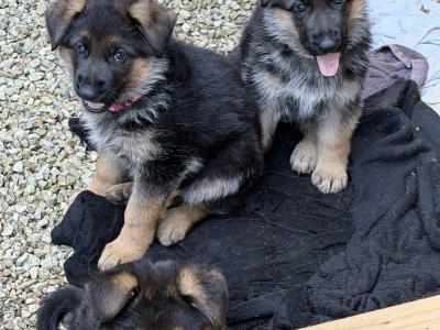 IKC Registered (pending) German Shepherd puppies – male & female available in Wicklow