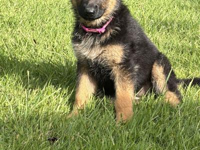 IKC Registered (pending) German Shepherd puppies – male & female available in Wicklow