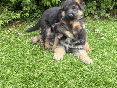 IKC Registered (pending) German Shepherd puppies – male & female available in Wicklow