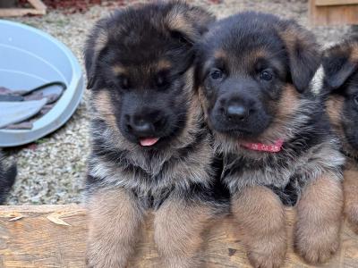 IKC Registered (pending) German Shepherd puppies – male & female available in Wicklow