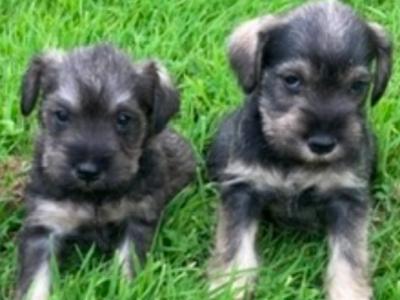 Miniature Schnauzer puppies with health Certificates in Wexford