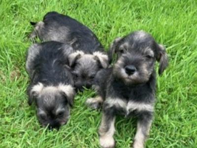 Miniature Schnauzer puppies with health Certificates in Wexford