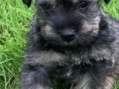 Miniature Schnauzer puppies with health Certificates in Wexford
