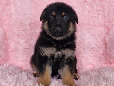 German Shepherd puppies in Clare